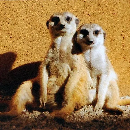 Bambara Hotel Felsotarkany